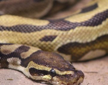 ¡Insólito! Robó una pitón de más de un metro y la escondió en sus pantalones