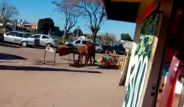 Un toro se escapó del matadero y atacó a la empleada de una parrilla
