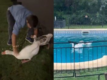 Video: robó dos gansos de los Lagos de Palermo y los llevó a su pileta