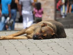 Lo condenaron a un año de cárcel por violar a una perra