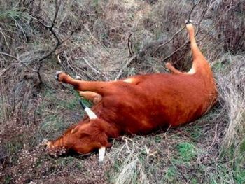 Misterio por las vacas sin lengua: apareció ganado mutilado con precisión láser