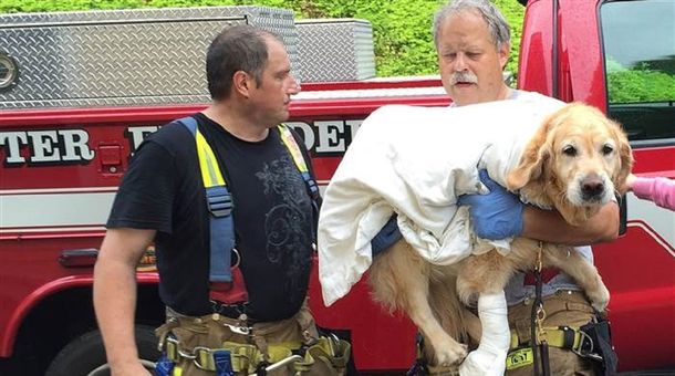 Figo, el heroico perro lazarillo que salvó a su dueña de ser atropellada