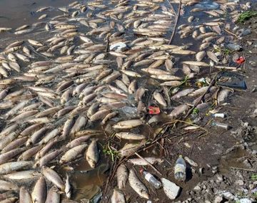 Aparecieron miles de peces muertos en el río Salado