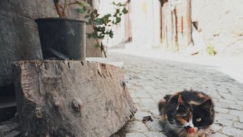 Estas tres marcas de croquetas para gatos son muy populares, pero son dañinas para tu mascota, según la Profeco Estas tres marcas de croquetas para gatos son muy populares, pero son dañinas para tu mascota, según la Profeco