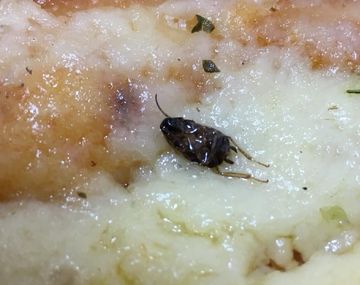 Encontraron una cucaracha en una pizza de La Farola - Crédito: Faceook Rodrigo Ostan