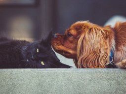 Cómo cuidar a tu mascota ante la ola de calor y las temperaturas extremas