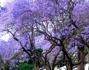 Kiri, el nuevo árbol de moda