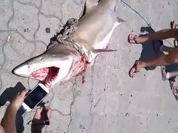 Un tiburón en Mar del Plata Un tiburón en Mar del Plata