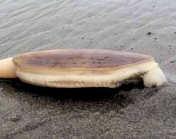 Esta almeja se volvió viral