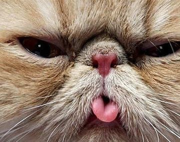 Gatito-lengua