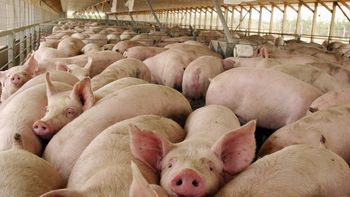 la importacion de cerdo de ee.uu. pone en peligro 35 mil empleos la importacion de cerdo de ee.uu. pone en peligro 35 mil empleos