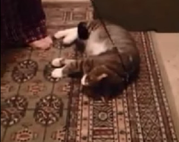 Un vago: el gato que se hace el muerto para no ir a caminar