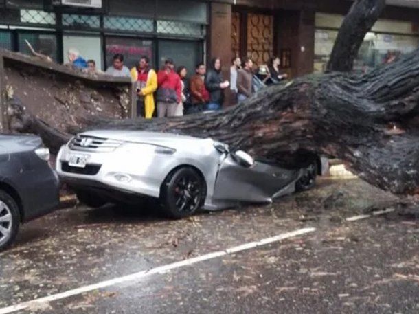 Chacarita: un árbol cayó por el temporal y aplastó un auto