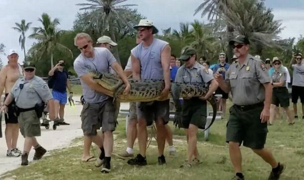 Trasladan al cocodrilo más solitario del mundo al sur de Florida