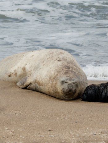 Sorpresa en Mar del Plata: nació un elefante marino frente al ex Asilo Unzué Sorpresa en Mar del Plata: nació un elefante marino frente al ex Asilo Unzué