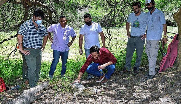 Paraná: liberaron un yacaré rescatado de un patio de una casa