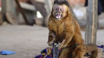 Foto gentileza: diario Crónica Foto gentileza: diario Crónica