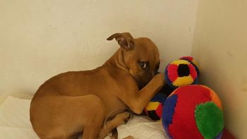 Nanuk ya está mucho mejor pero busca un hogar Nanuk ya está mucho mejor pero busca un hogar