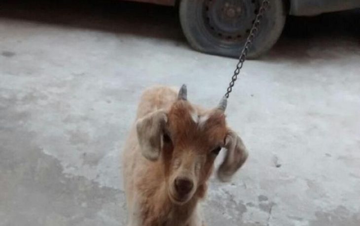 Intentaron robar, se escaparon y los delató su mascota: un cabrito