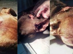 Una perra fue atacada a machetazos en Santa Fe Una perra fue atacada a machetazos en Santa Fe