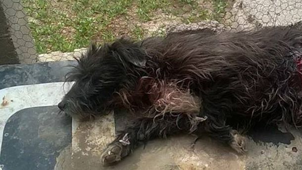 Un perro intentó proteger a su familia de una entradera y casi lo matan