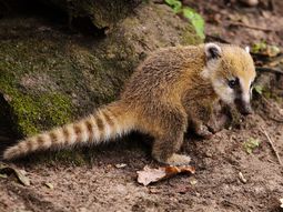 mas de 30 animales del ex zoo de la ciudad iran a un refugio en misiones mas de 30 animales del ex zoo de la ciudad iran a un refugio en misiones