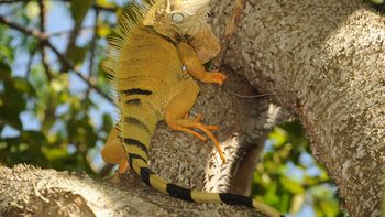 Una iguana en el Bajo Cauca Una iguana en el Bajo Cauca