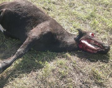 ¿Chupacabras? Aparecieron vacas mutiladas en Córdoba