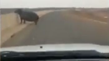 Un hipopótamo chocó un auto Un hipopótamo chocó un auto