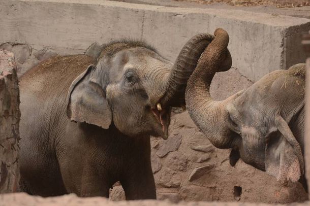 Trasladan elefantes del Zoo de Mendoza