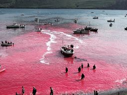 divulgan las fotos dramaticas de la masacre de 250 ballenas divulgan las fotos dramaticas de la masacre de 250 ballenas