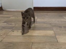 Rescatan a un gato montés que deambulaba por una escuela