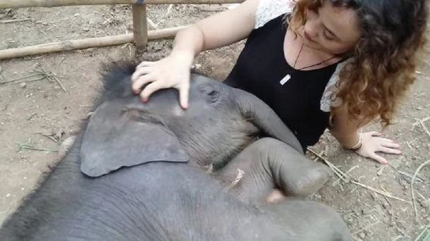 El video de una mujer que le canta a un elefante es furor en la web