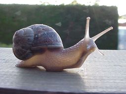 Un analgésico 100 veces más potente que la morfina hecho a base de veneno de caracol