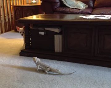 Así un chihuahua juega a las escondidas