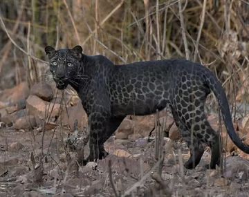 India: vieron a un extraño leopardo negro