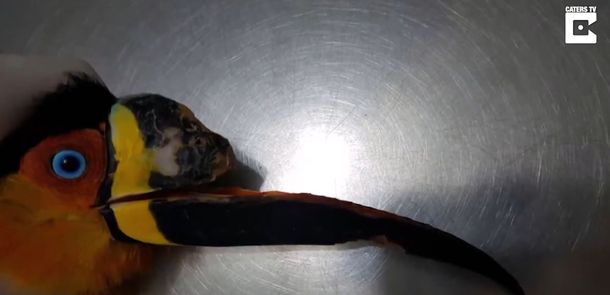 Le imprimieron un pico a un tucán para salvarle la vida