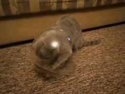 mira las maniobras que hace un gato para entrar a un frasco mira las maniobras que hace un gato para entrar a un frasco