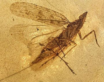 Científicos identificaron una especie de insecto de 99 millones de años conservada en ámbar de Myanmar.