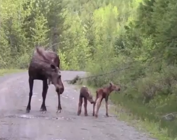 Una mamá alce ataca a un auto para proteger a sus dos crías