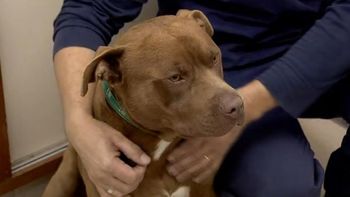 asi esta el pitbull que fue torturado por empleados municipales de tigre asi esta el pitbull que fue torturado por empleados municipales de tigre