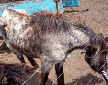 Balcarce: rescatan siete caballos que eran sometidos a malos tratos
