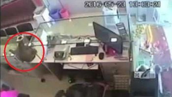 video: el ladron mas peligroso de la india es un mono video: el ladron mas peligroso de la india es un mono