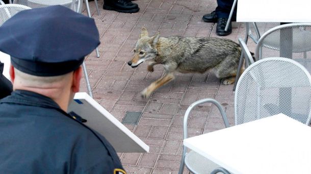 Un coyote suelto causó un caos en las calles de Nueva York
