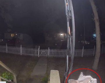 Viral en TikTok: una gata se perdió