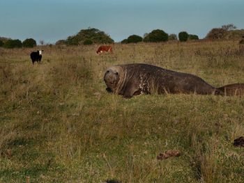 Gentileza Zoológico de Buenos Aires.