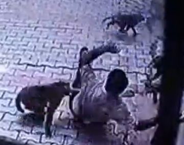 VIDEO: Un hombre fue víctima del brutal ataque de un grupo de monos