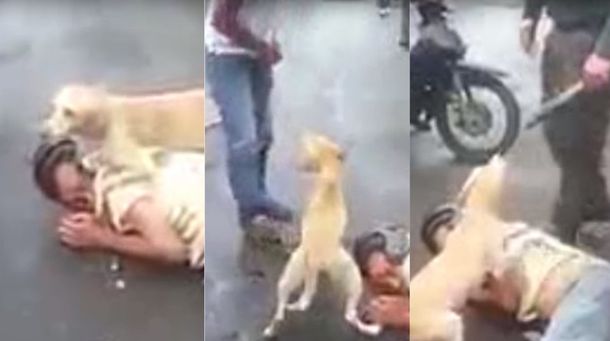 Un perro defendió a su dueño que dormía borracho en la calle