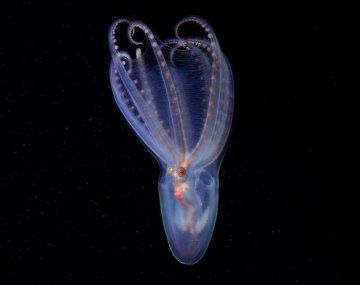 El Conicet descubrió 40 nuevas especies en el cañón submarino Mar del Plata