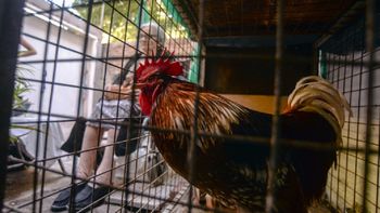 Coco, el gallo de la discordia Coco, el gallo de la discordia